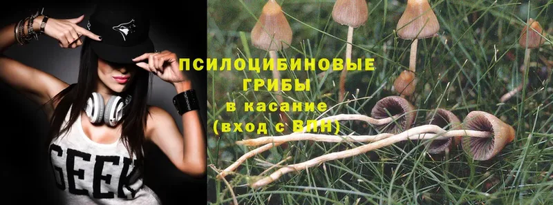 Псилоцибиновые грибы Magic Shrooms  где продают   Бабушкин 